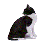 cat22.GIF (3170 ֽ)