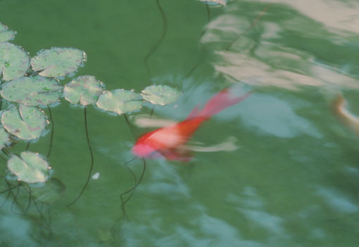 Fishpond.jpg (25623 ֽ)